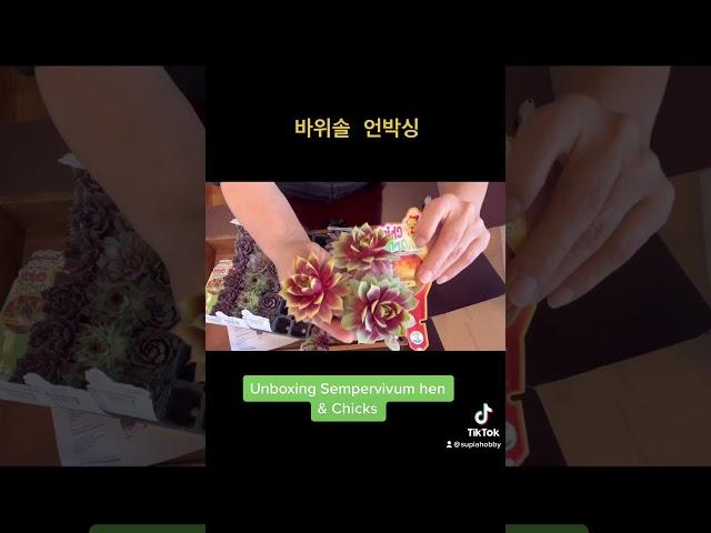 Sempervivum Chicks Charms Unboxing  #다육식물 #goldnuggets #sempervivum #hen&chicks #succulentcare