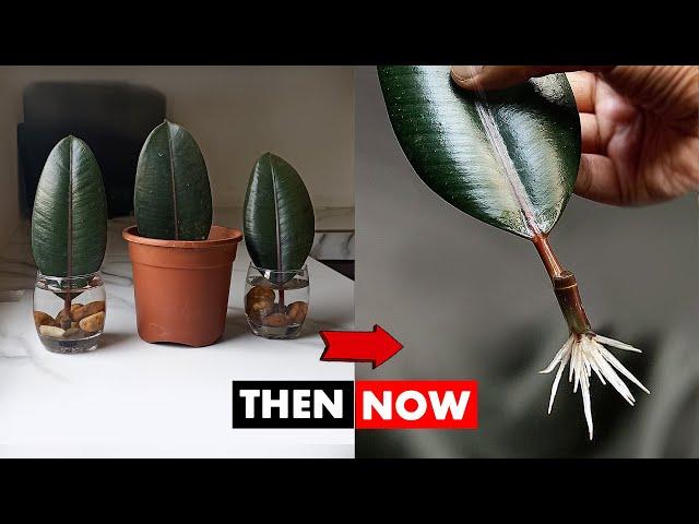 Propagate Rubber Plant in water and soil FASTER