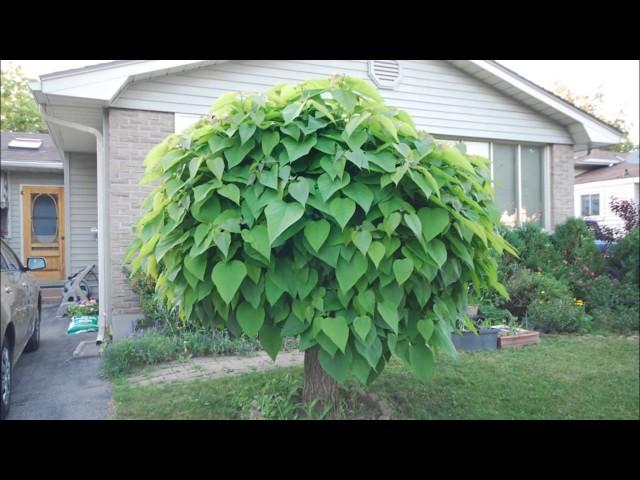 Time Lapse Catalpa Tree, Shot each day in May 2014