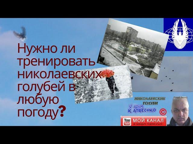 Нужно ли тренировать николаевских голубей в любую погоду?