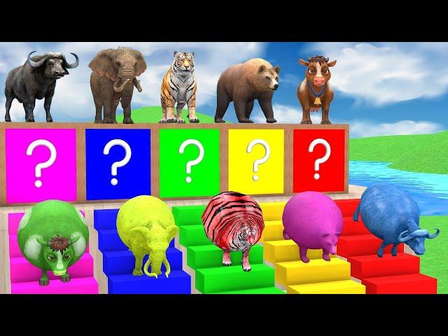 5 Giant Duck Cartoon,Cow,Elephant,Tiger,Lion,Dinosaur,Paint Wild Animals Crossing Fountain Animation