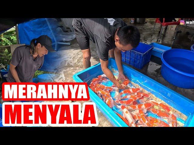 YANG HARUS DISIAPKAN SEBELUM IKAN KOI DIJUAL