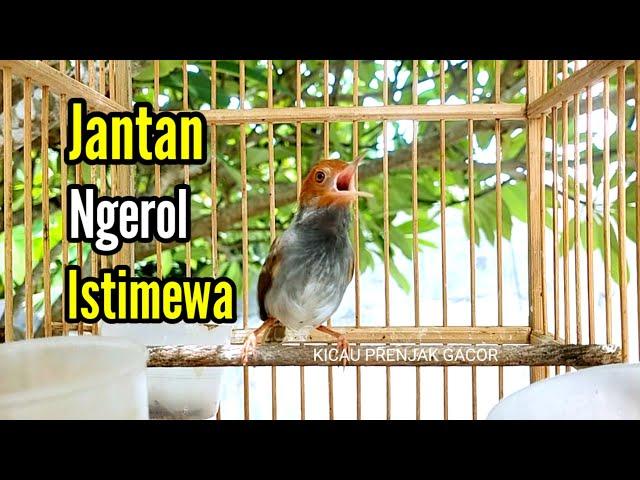 PRENJAK GACOR | PRENJAK JANTAN Gacor Ngerol Istimewa, Cocok Buat Pancingan Pikat |