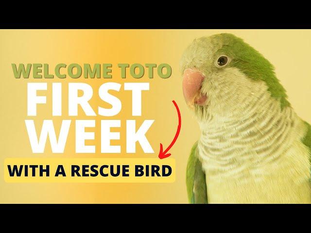 First Week With a Rescue Bird | Topics