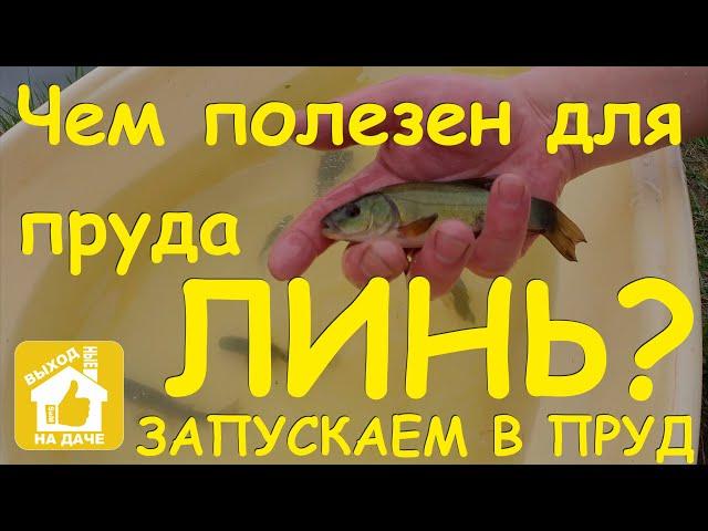 Запускаем в пруд линя  Чем линь полезен для пруда ️ Разведение линя в пруду  Tench-fish in pond