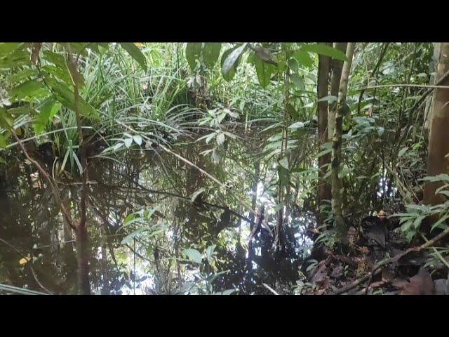 Mancing Sepat Siam Di Saat cuaca ekstrim di tengah hutan