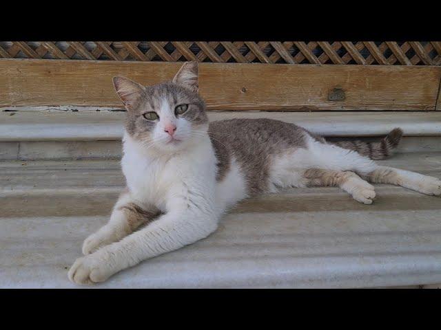 Street cats with very cute and wonderful facial features.