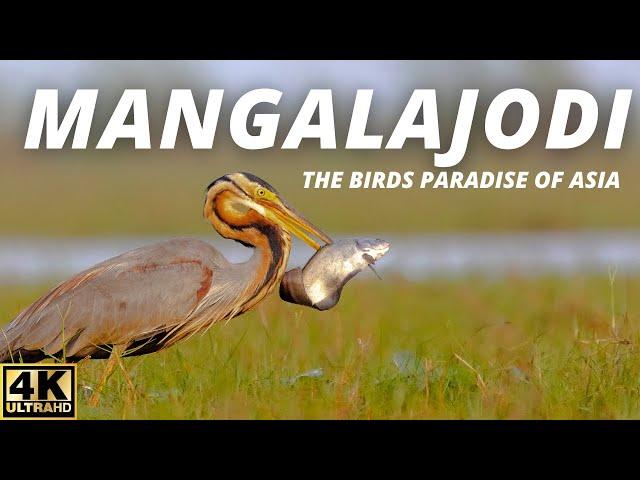 Exploring  Mangalajodi Bird Sanctuary, the Birds Paradise of Asia | Wildlife Photography in India