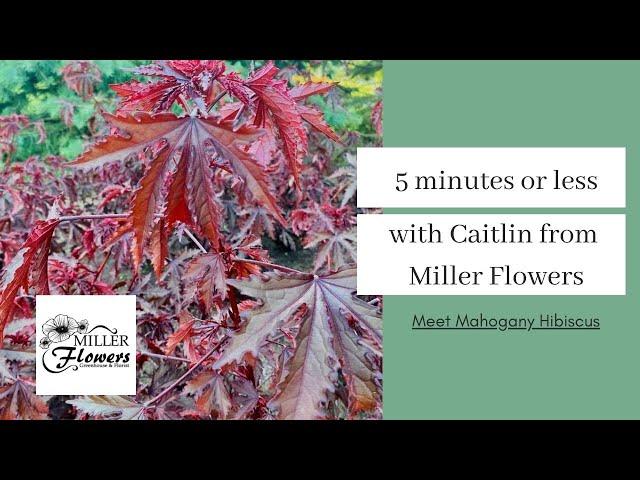 5 Minutes or Less with Caitlin from Miller Flowers: Mahogany Splendor Hibiscus