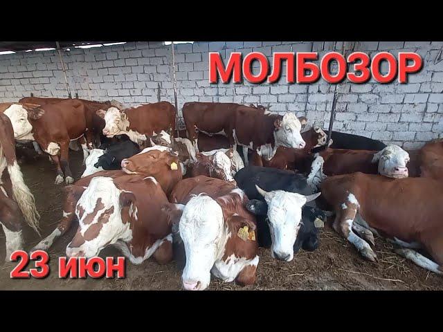 молбозор хучанд 23 июн худи хозир аз МОЛБОЗОР молхои оча бача ва моли дучон имруз