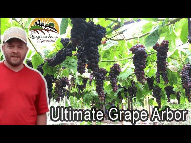 The Ultimate Grape Arbor - Tips on Building a Grape Arbor at Home