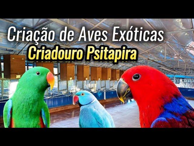 Criação de Aves Exóticas | Ringneck | Ecletus | Emus