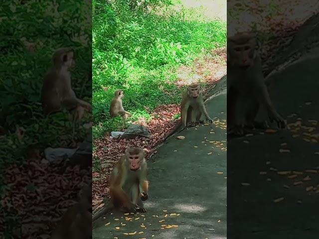 Monkey vs. Food: Watch These Hungry Monkeys Go Wild!  #food