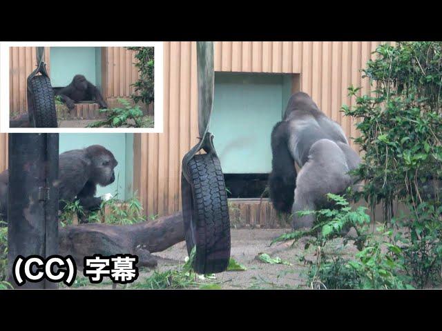 Little gorilla is trapped indoors. Dad and Mom are worried. Kintaro｜Momotaro family