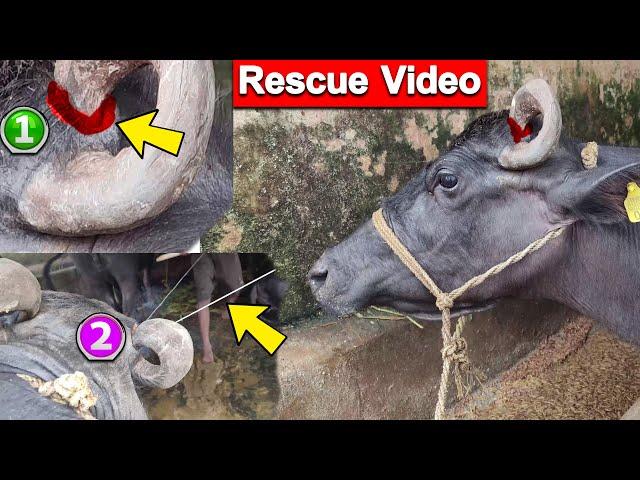 Buffalo Horns Curl into its Head | CUT HORNS | Rescue Video | Freak of Nature