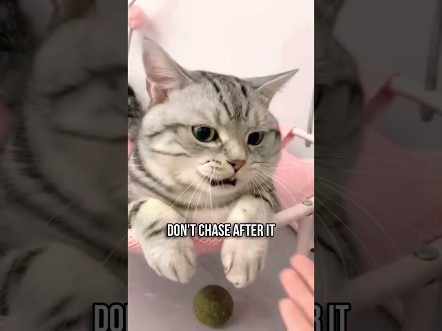 Psychological Tricks to Bond with Your Cat 