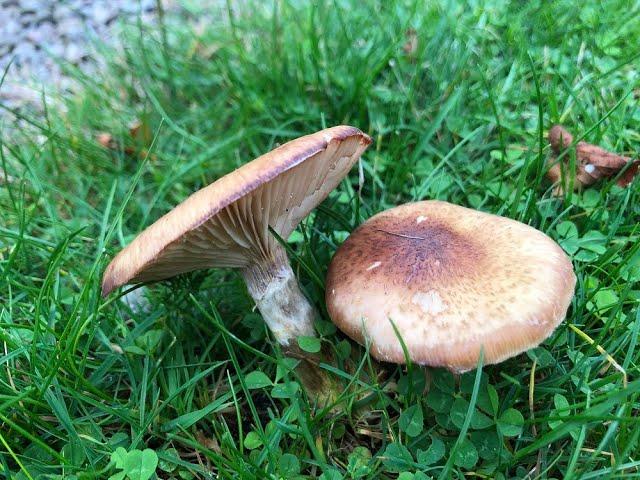 October Wild Mushrooms, The More You Learn, The Less You Know!