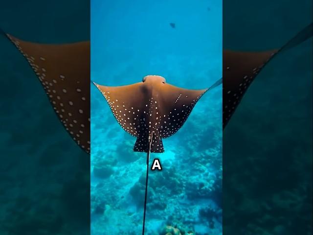 The Majestic Spotted Eagle Ray #SpottedEagleRay #OceanLife