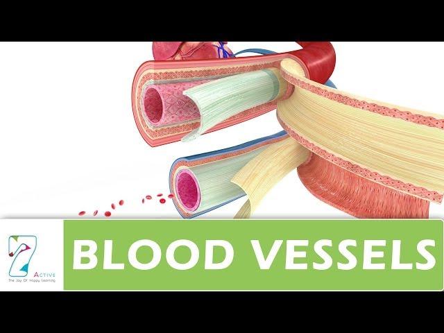 BLOOD VESSELS