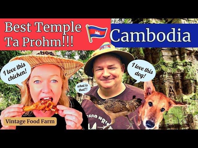 CAMBODIA   Ta Prohm Temple!