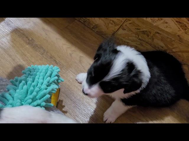 kisses of Angel border collies