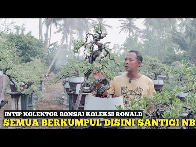 KOLEKTOR BONSAI SANTIGI NUSABARONG JEMBER!! FULL SEMUA MEWAH DAN ISTIMEWA