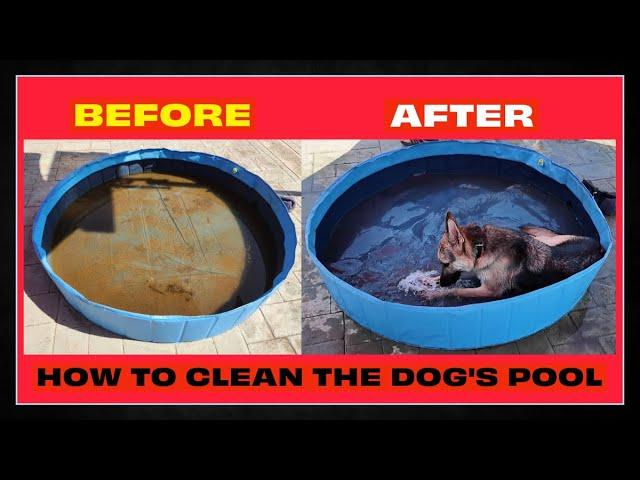 The Easiest Way I Clean My Dog's Pool !