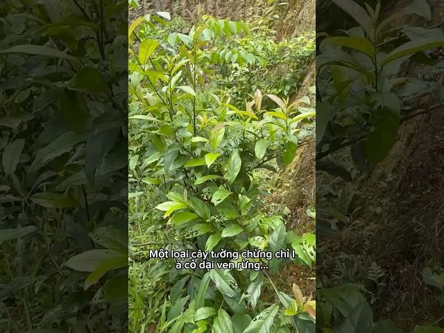 Xạ đen – Loại cây được ví như ‘khắc tinh’ của u bướu!