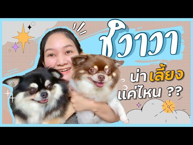 ชิวาวา น่าเลี้ยงแค่ไหน & เรื่องที่ต้องระวังในชิวาวามีอะไรบ้าง ?? (EP.24)