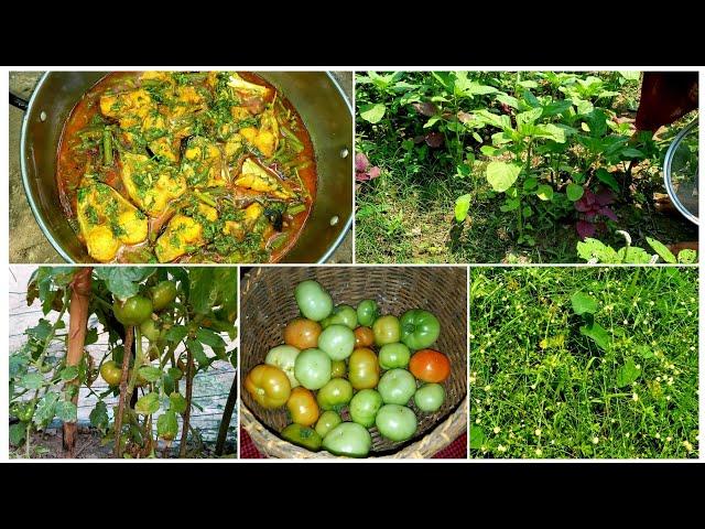 অনেকদিন পর দুপুরে সেরা রান্না করলাম ডাটা দিয়ে পাঙ্গাশ মাছের ঝোল সাতে আরো মজার রান্না Home village b