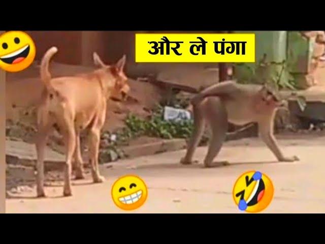 बंदर को उंगली करना भारी पड़ गया ll Monkey funniest moment 