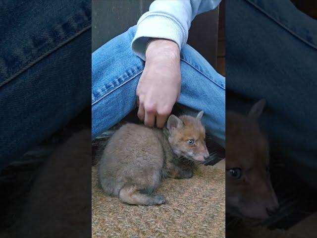 A fuzzy little fox cub came to me!  2024.04.23