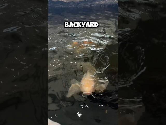  I found Massive 30 year old Koi Fish #koi #koifishpond #koifish