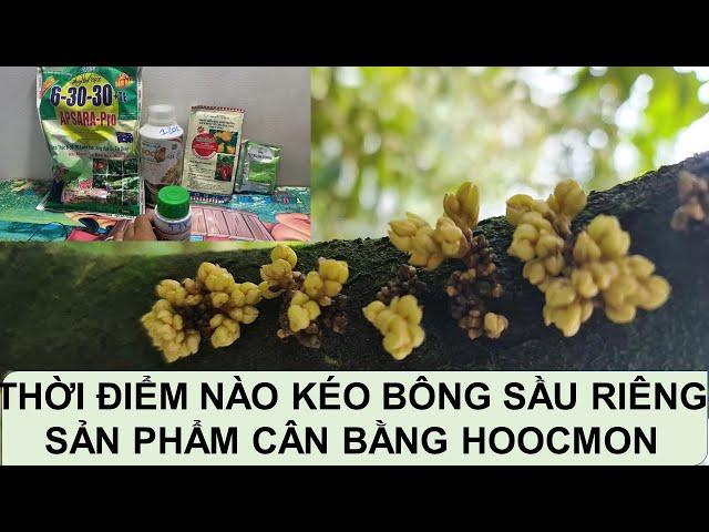 THỜI ĐIỂM KÉO MẮT CUA CHO CÂY SẦU RIÊNG || BỘ KÍCH MẦM CHỐNG NGHẸN MẮT CUA SẦU RIÊNG KHI GẶP MƯA