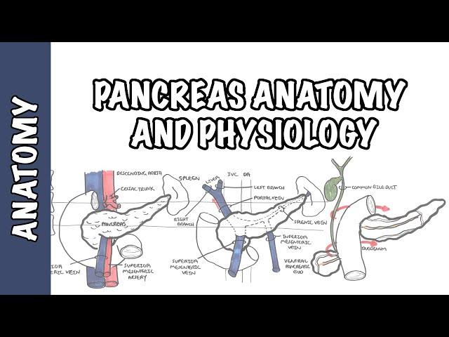 Pancreas Clinical Anatomy and Physiology