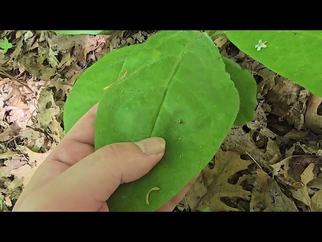 How To Identify Wild Comfrey - Cynoglossum virginianum