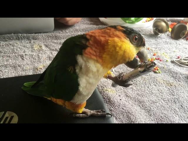 Kumquat - The Happy Go Lucky Bird!