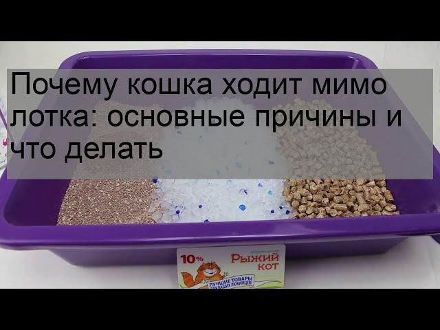 Почему кошка ходит мимо лотка: основные причины и что делать