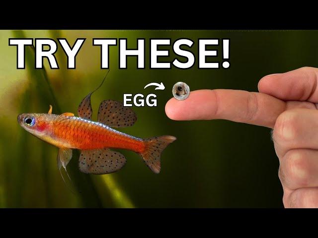 5 Fish You Must Try Breeding - Easier Than You Think!