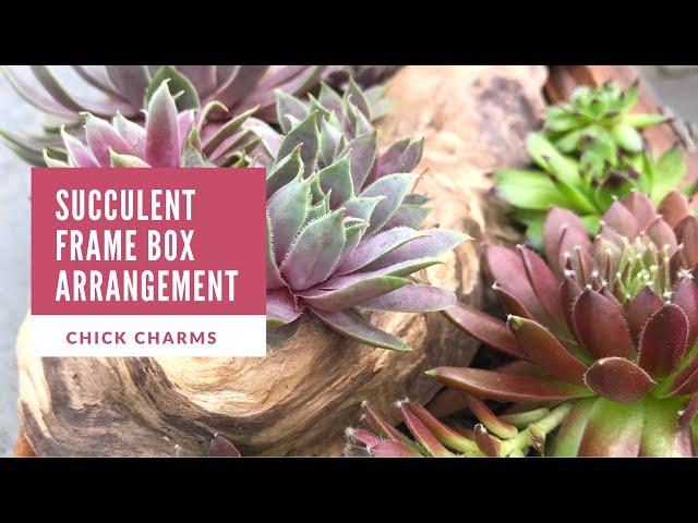 Succulent Frame Box Arrangement - Chick Charms Sempervivums