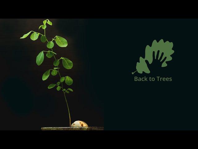 Dalbergia latifolia (Indian rosewood): 365 days time-lapse - from seed to bonsai