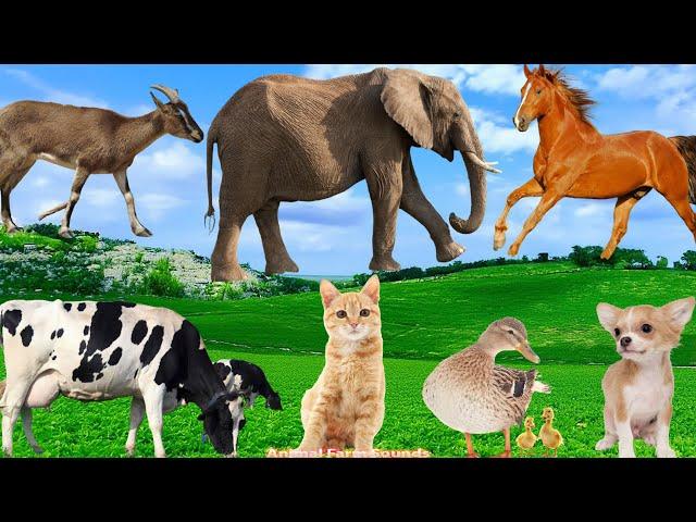 Relaxing Animal Sounds: Cat, Goat, Horse, Dog, Duck,Cow - Animal Videos