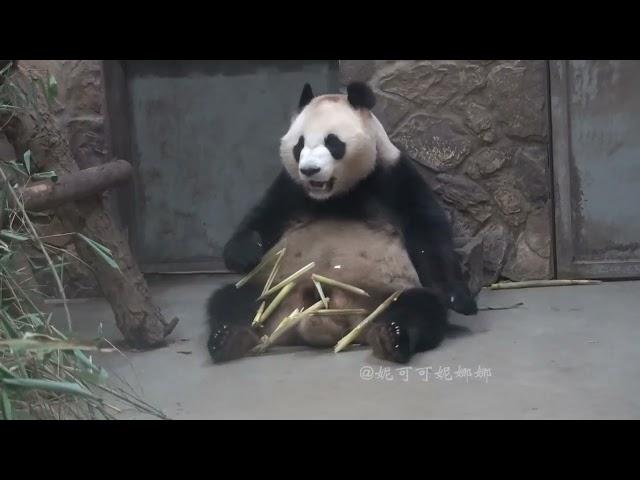 20230626大熊猫成兰等下班 Panda Cheng Lan