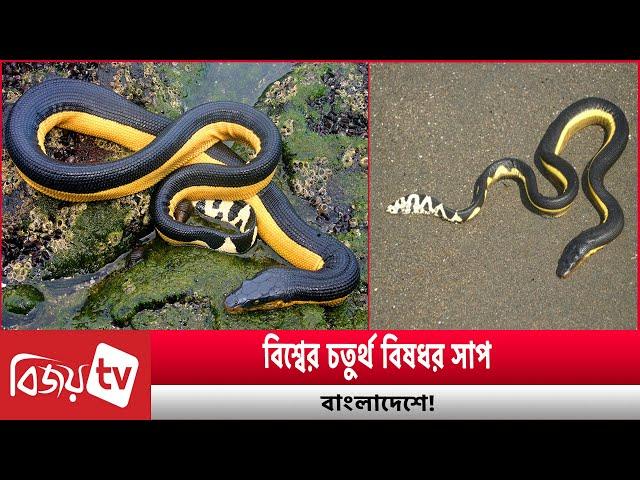 বিশ্বের চতুর্থ বি'ষ'ধ'র সাপ বাংলাদেশে! Bijoy TV