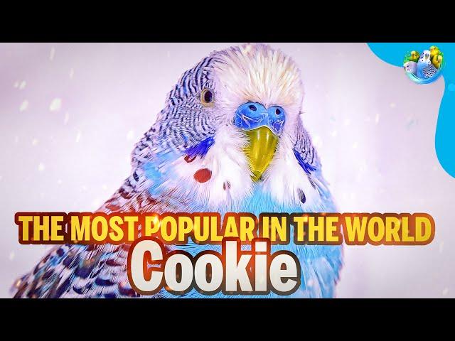 Meet Cookie, my adorable and sociable Budgie, and discover our journey together!