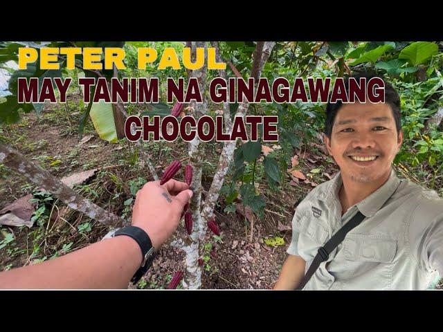 PETER PAUL, GINAGAWANG CHOCOLATE ANG MGA ITINANIM