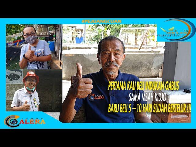 BELI INDUKAN IKAN GABUS DI BIMBING SAMA MBAH KIDJO SAMPAI BERTELUR !!!