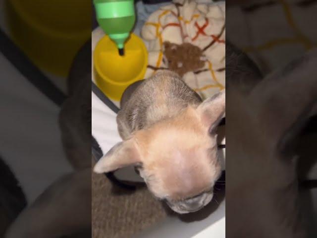 Scrunchie's Artistic Falls #waggingtailsrescue #frenchie #puppy #animals