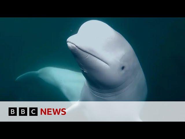 Runaway 'spy whale' flees Russian military training | BBC News