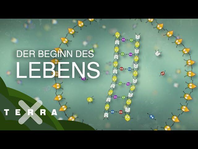 So faszinierend beginnt das Leben | Terra X